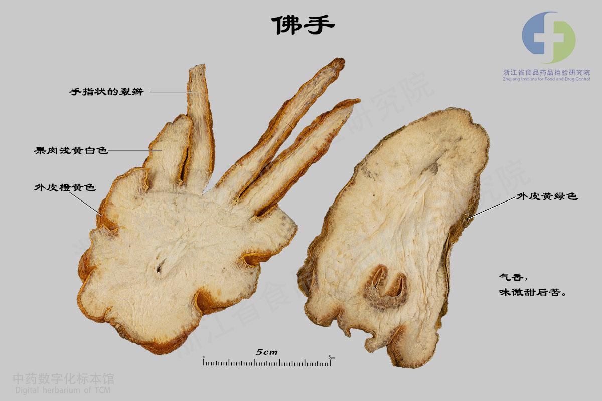 佛手 标本影像